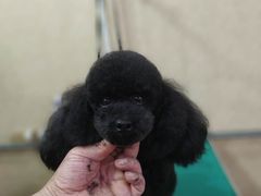 -优缇多格专业宠物美容师培训学校