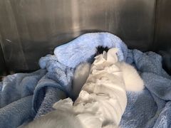 -美美宠物诊疗中心·异宠·骨科(滨江东信分院)