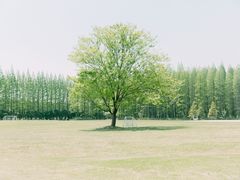 -黄海国家森林公园