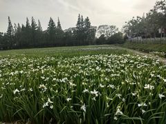 -上海长兴岛郊野公园