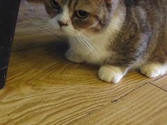 -萌喵咖啡屋(人民东路4号口M16商铺店)