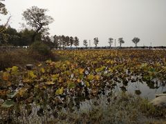 -滆湖低碳生态公园