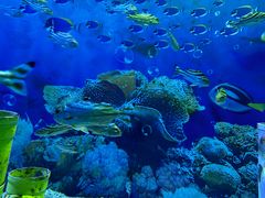 -海合安成都极地海洋公园