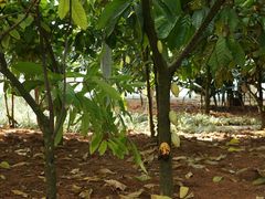 -歌斐颂巧克力小镇