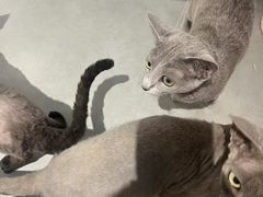 -琪喵猫屋·撸猫猫咖·猫舍