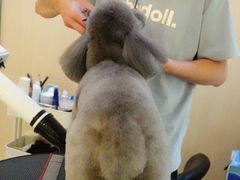 -momokira米努特·德文卷毛猫·棉花面纱犬