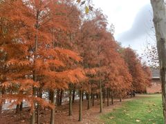 -上海海湾国家森林公园