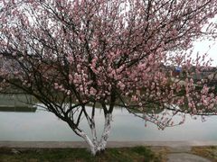 android_upload_pic-御庭精品酒店(秦淮河店)