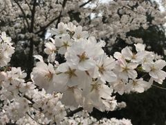 -武汉大学-樱园
