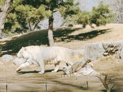 -北京野生动物园