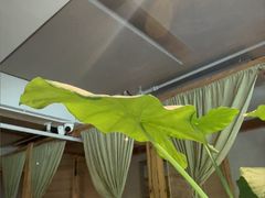 -本处·素食·融合料理(南油店)