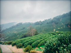 -阿巧茶庄