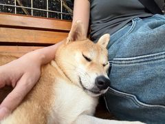 -柴犬高等学院·狗咖·柴犬售卖·宠物训练
