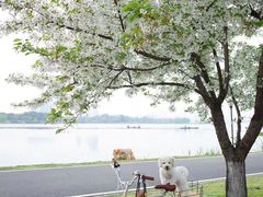 -西北湖绿化广场