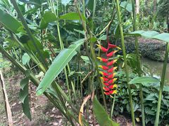 -中国科学院西双版纳热带植物园