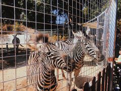 -泉州海丝野生动物世界