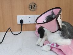 -联合动物医院(光谷诊疗中心)