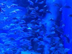 -成都浩海立方海洋公园