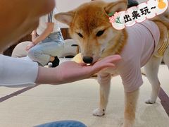 -逗柴咖啡屋·狗咖猫咖宠物桌游