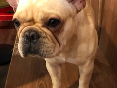 -柯斗斗主题餐厅·狗咖·围炉煮茶·茶饮(国瑞升平里店)