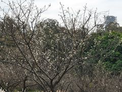 -玉树公园