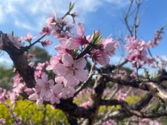 -南汇桃花村