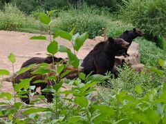 -沈阳森林动物园