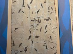 -辽宁古生物博物馆
