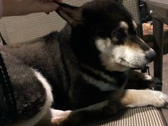 -柴犬高等学院·狗咖·柴犬售卖·宠物训练