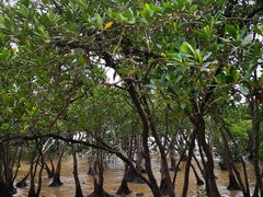 -宝安西湾红树林湿地公园