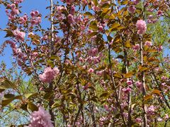 -长白岛森林公园