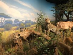 -陕西自然博物馆