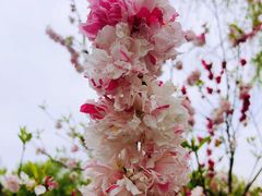 -顾村公园