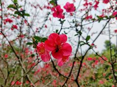 -龙头寺公园