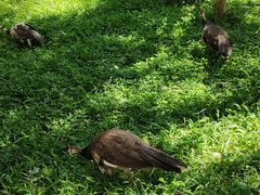 -瑞丽独树成林风景区