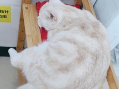 -瑞派动物医院·猫专科·至诚(江南中分院)