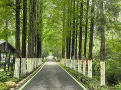 -合肥滨湖国家森林公园