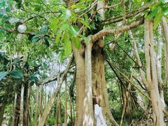 -中国科学院西双版纳热带植物园