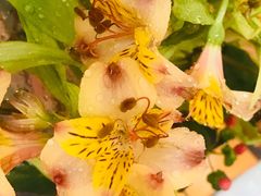 -昆明国际花卉拍卖交易中心