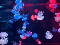 -烟台海昌鲸鲨海洋公园