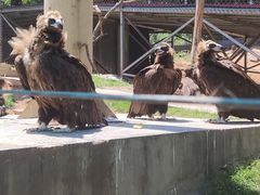 -西霞口神雕山野生动物世界