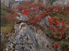 -华蓥山天意谷景区
