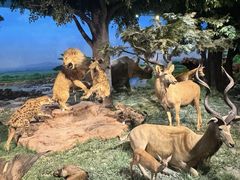 -国家自然博物馆