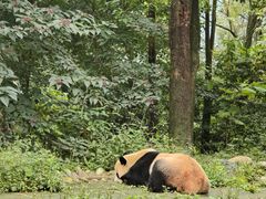 -中国大熊猫保护研究中心雅安碧峰峡基地