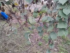 -三圣花乡旅游区