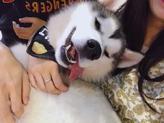 -Husky Go! 哈士奇体验馆·宠物咖啡厅狗咖