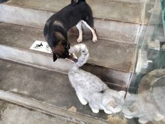 -more than meow吴止猫主题餐厅(承德 中船汇店)