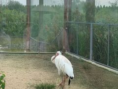 -盐城丹顶鹤湿地生态旅游区