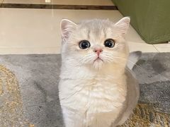 -猫十亿·布偶金渐层·曼基康矮脚猫舍(青年路店)