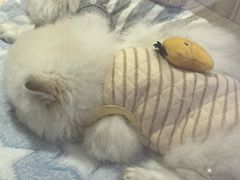 -屋虎猫馆(宝安大仟里店)